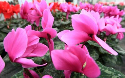 Humanitarna prodaja ciklama